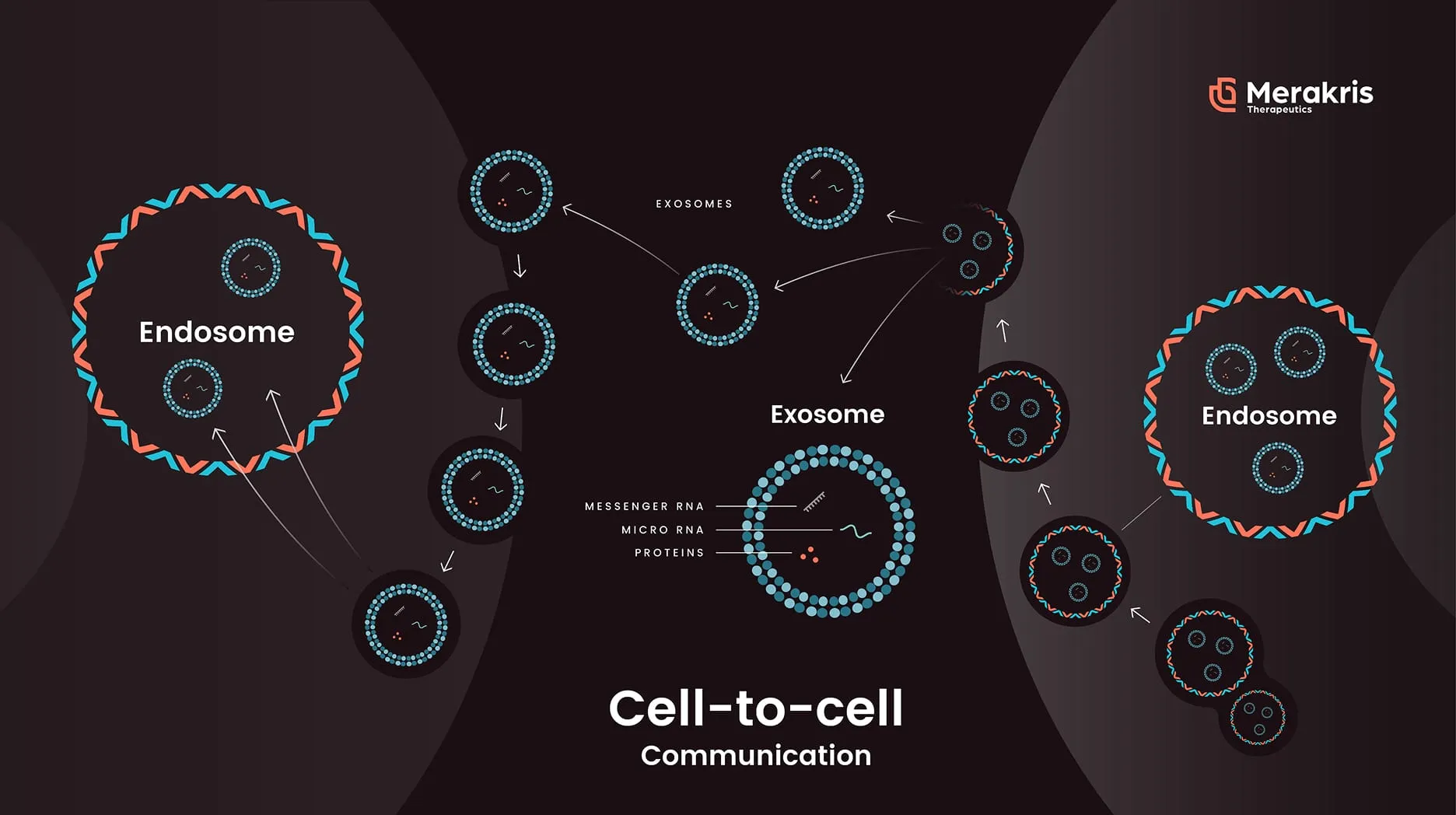Merakris cell-to-cell communication graphic